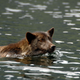 Illustration for article titled Why Is Canada's Wolf Population Splitting Into Two Groups?
